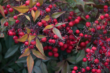 red berries on a bush