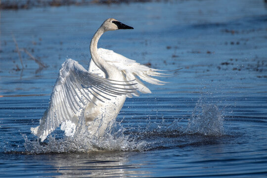 Trumpeter Swan (Cygnus buccinator) flapping its wings and splashing in shallow water at Creamer's Field Migratory Waterfowl Refuge; Fairbanks, Alaska, United States of America