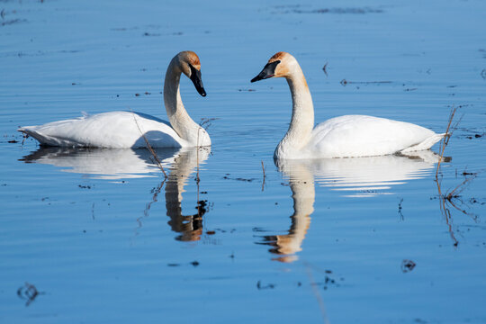 Pair of Trumpeter Swans (Cygnus buccinator) with reflections swimming in placid water at Creamer's Field Migratory Waterfowl Refuge; Fairbanks, Alaska, United States of America