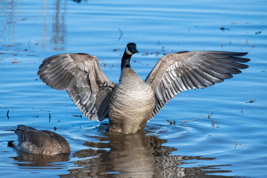 Canada goose (Branta canadensis) flaps its wings while standing in shallow water at Creamer's Field Migratory Waterfowl Refuge; Fairbanks, Alaska, United States of America