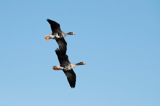 Pair of Greater White-fronted Geese (Anser albifrons) flying against a blue sky over Creamer's Field Migratory Waterfowl Refuge; Fairbanks, Alaska, United States of America