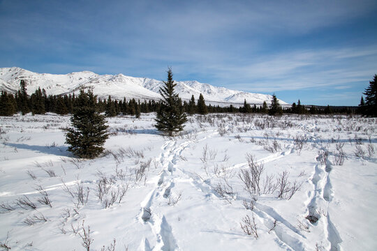 Moose (Alces alces) tracks in late winter snow at Mountain Vista; Denali National Park & Preserve, Interior Alaska, Alaska, United States of America