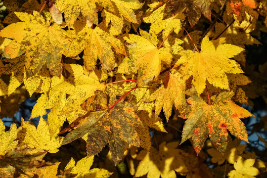 Close-up of mottled, yellow maple leaves (Acer) on a tree; Sitka, Alaska, United States of America