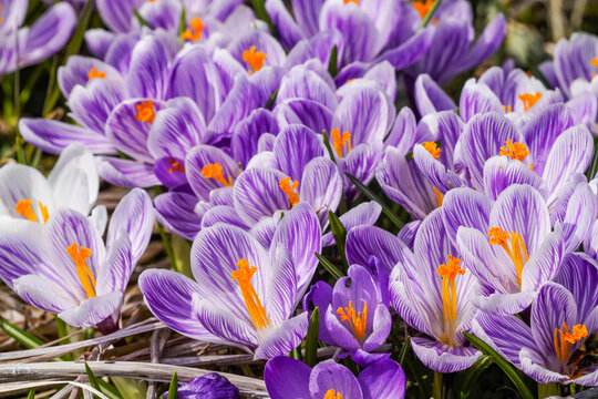 Close-up of purple variegated crocus (Crocus sativus); Sitka, Alaska, United States of America