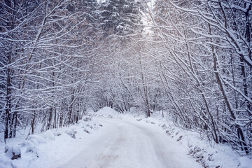 Road in the forest at winter.