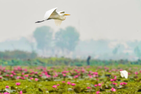 Snowy egrets (Egretta thula) flying over the blossoming Lotus Flowers (Nelumbo nucifera) on Pink Water Lilies Lake; Udon Thani, Thailand