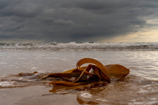 Kelp laying in the shallow water of the surf at low tide under storm clouds; South Shields, Tyne and Wear, England