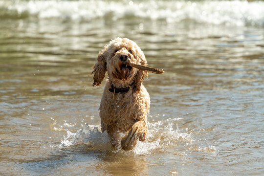 Blond cockapoo runs back to shore with a stick in it's mouth after retrieving it; South Shields, Tyne and Wear, England