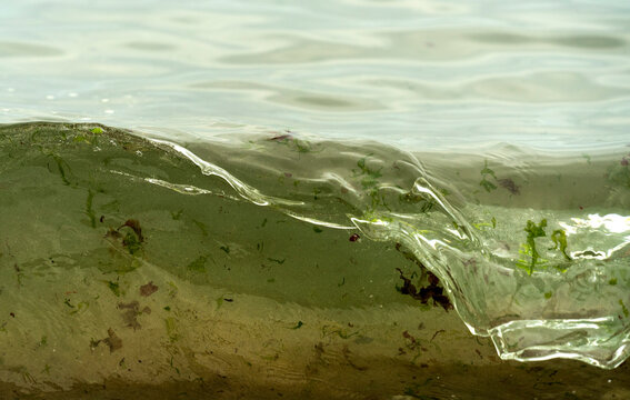 Close-up detail of plant debris in the ocean surf; South Shields, Tyne and Wear, England
