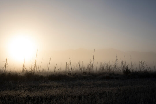 Fog settles over a frosty landscape with a warm glowing sun; Palmer, Alaska, United States of America