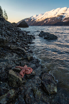 Close-up of a sea star (Asteroidea) resting on the rocky shore of Sea Star Cove in Kachemak Bay; Homer, Alaska, United States of America

