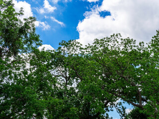 Obraz premium Beautiful sky through the trees