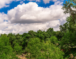 Beautiful skies and awesome tree tops over a muddy creek