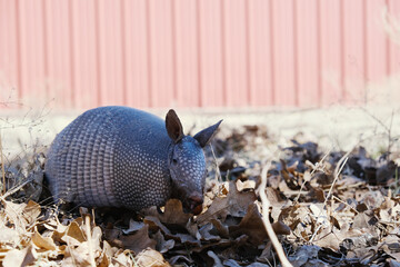 Texas winter wildlife shows nine-banded armadillo closeup in leaves looking at camera.