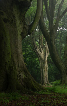 Ancient tree branches and limbs reach to the top of the forest canopy on a wet summer's day; Brighton, East Sussex, England