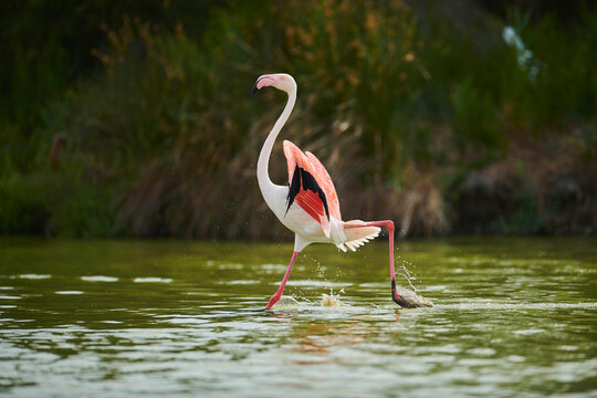 Greater Flamingo (Phoenicopterus roseus) running and holding out it's large wings in the water, Parc Naturel Regional de Camargue; Camargue, France