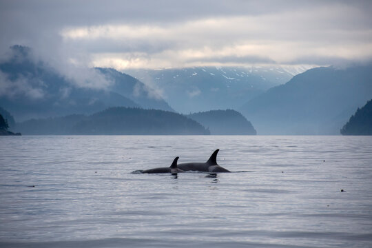 Orcas, killer whales,(Orcinus orca) transit the waters near Tutka Bay in Kachemak Bay near Homer; Homer, Alaska, United States of America