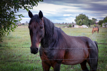 El Prado Horse