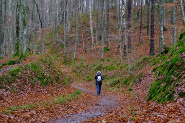 Fototapeta premium Silhouette of hiking person on a winding forest path between trees on a sunny autumn day. Nature reserve in Mirachowskie Forests, Kashubia, Poland 