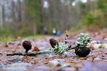 Close up of branch with Pseudevernia furfuracea, commonly known as tree moss, lying on road in forest. Silhouette of walking people in background.