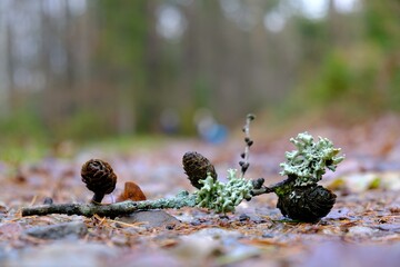 Close up of branch with Pseudevernia furfuracea, commonly known as tree moss, lying on road in forest. Silhouette of walking people in background.