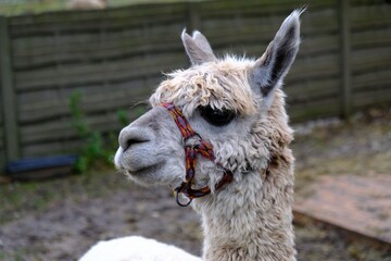 Obraz premium Close up head of white alpaca in the backyard of a farm