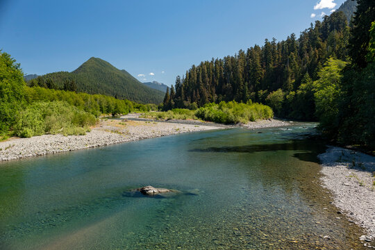 View up the beautiful clear Quinault River in the Olympic National Forest, Western Washington, USA; Quinault, Washington, United States of America