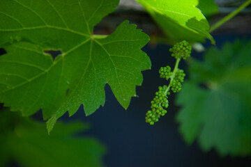 WIne Grapes Vineyard Winery