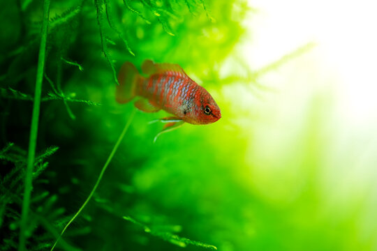 Dario dario tropical freshwater fish in aquarium. Dwarf Bengal, Dwarf Bengal, Scarlet, Scarlet Dwarf, Red Scarlet Dwarf fish underwater swimming macro close up