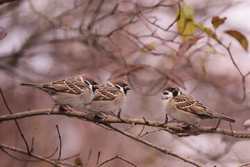 Forest sparrows on autumn, crumbling branches.....