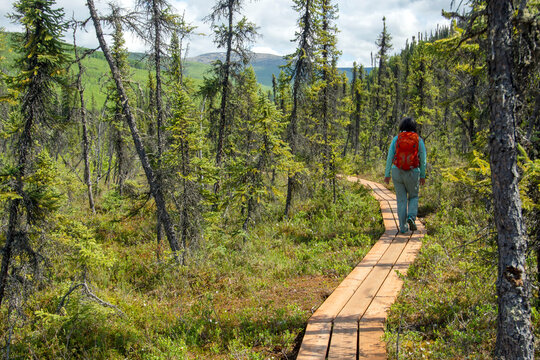View taken from behind of a woman hiking to Angel Rocks along the Chena Hot Springs Road, outside Fairbanks; Chena Hot Springs Road, Alaska, United States of America