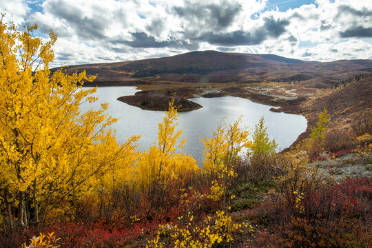 Fall foliage at Tangle Lakes and great low bush cranberry picking overlooking Tangle Lakes Campground, along the Denali Highway; Tangle Lakes, Denali Highway, Alaska, United States of America