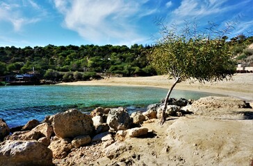 Beach with palm trees, Konnos Beach, Cyprus - obrazy, fototapety, plakaty
