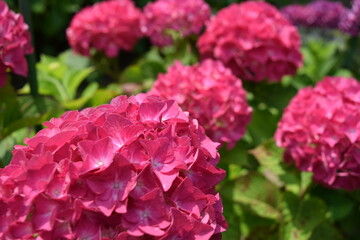 ピーチ姫（アジサイ）