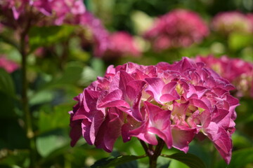 ピーチ姫（アジサイ）