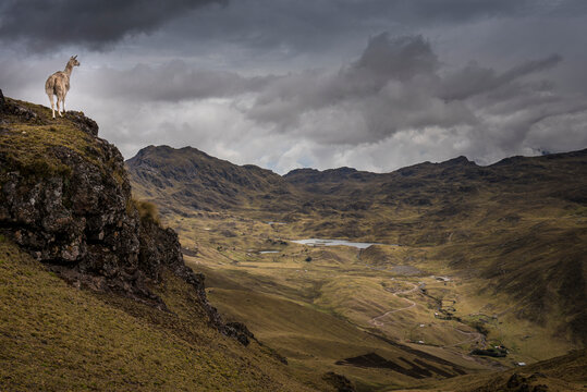 Llama (Lama glama) on a mountain peak looking over the Lares Valley and village; Lares Valley, Cusco, Peru