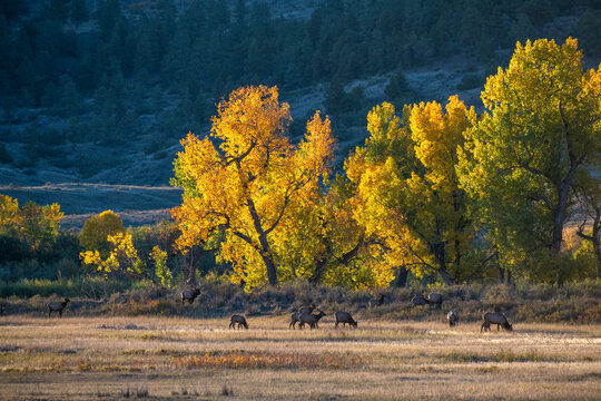 Bull Elk surround by cows, Charles M. Russell National Wildlife Refuge, Montana, USA