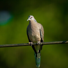 dove on a wire