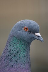 close up of a pigeon