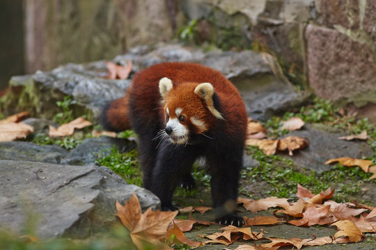 Portrait of a Lesser Panda (Ailurus fulgens) (Chinese variety) in Shanghai Zoo; Shanghai, China