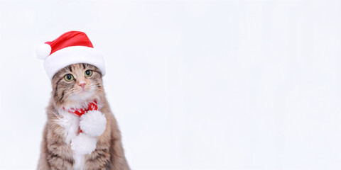 Cat in Christmas hat on a white background. Kitten in Santa Claus xmas red hat. Cat with Santa hat waiting for Christmas while sitting on a white background. Happy New Year. Web banner with copy space