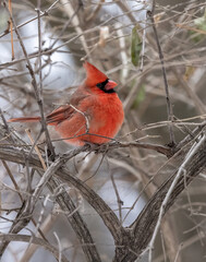 Northern cardinal is also known  as the redbird, common cardinal, red, or just cardinal. Cardinal is a mid-sized songbird. The male red bird is perched on a branch  on a very cold winter morning.