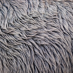 Dirty with sand equine hair fur texture background