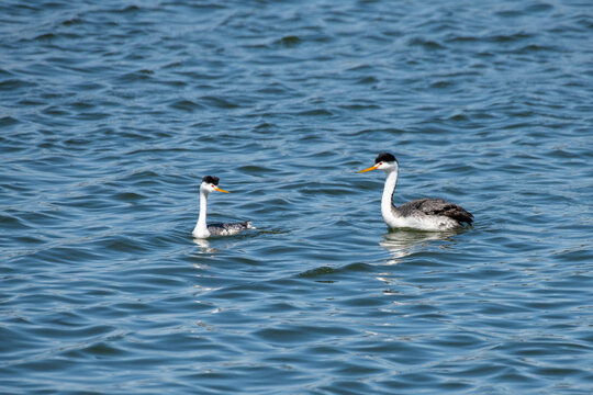Pair of Clark's Grebe (Aechmophorus darkii) on the water at Prado Regional Park in Chino, California, USA; Chino, California, United States of America