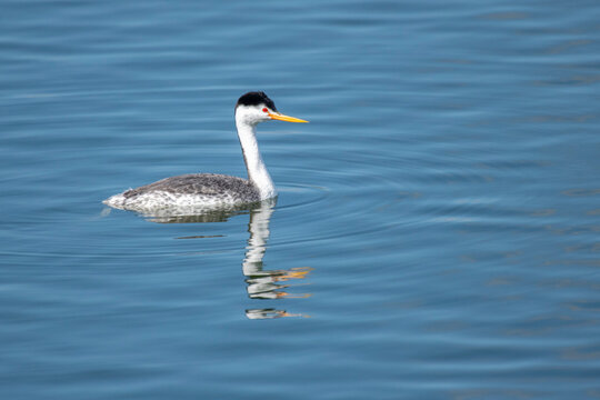 Clark's Grebe (Aechmophorus darkii) on the water at Prado Regional Park in Chino, California, USA; Chino, California, United States of America