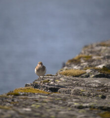 A small sandpiper walks in nature along a stone pier with yellow moss. With the blurry water on the background the image offers some empty space.
