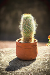 cactus in a pot