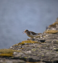 A small sandpiper walks in nature along a stone pier with yellow moss. With the blurry water on the background the image offers some empty space.