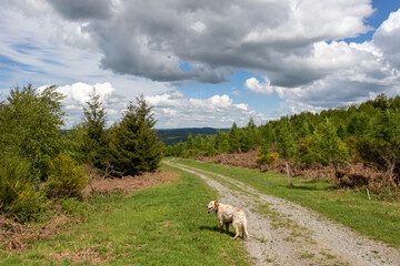 A dog walking down a  countryside track in southern Creuse.