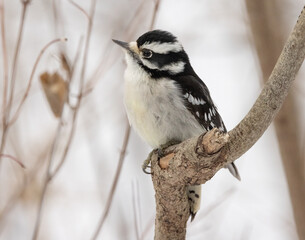 This is an adult female downy woodpecker bird that is perched in a tree resting. This woodpecker has black and white plumage feathers, it is nearly identical to the larger Hairy Woodpecker. 